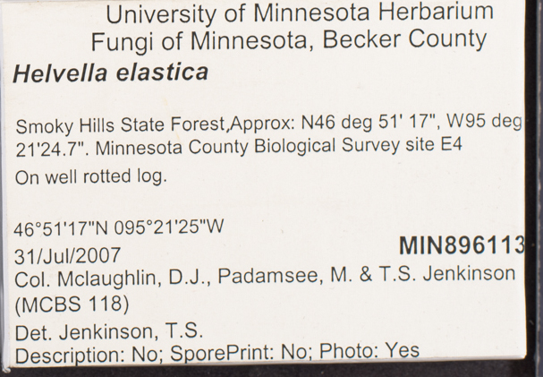 Helvella elastica image