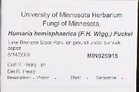 Humaria hemisphaerica image