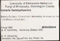Humaria hemisphaerica image
