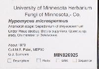 Hypomyces microspermus image