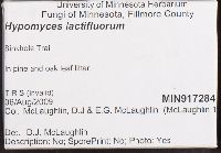 Hypomyces lactifluorum image
