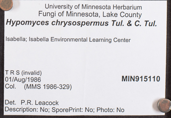 Hypomyces chrysospermus image