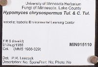 Hypomyces chrysospermus image