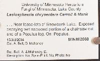 Lasiosphaeria chrysentera image