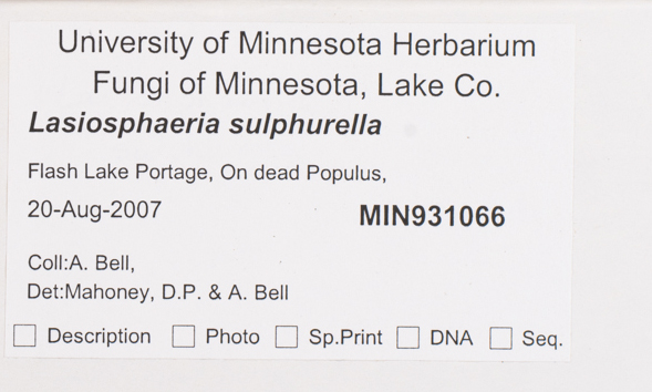 Cercophora sulphurella image