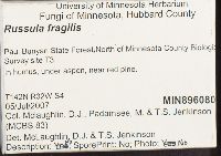 Russula fragilis image