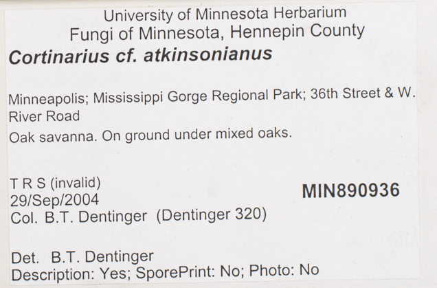 Cortinarius atkinsonianus image