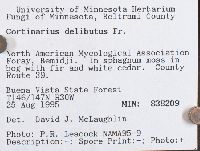Cortinarius delibutus image
