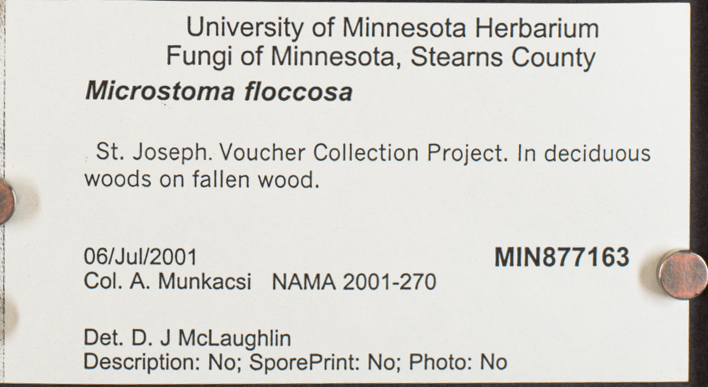 Microstoma floccosum image