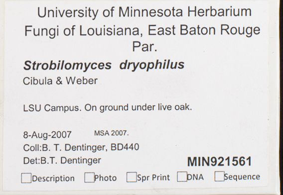 Strobilomyces dryophilus image