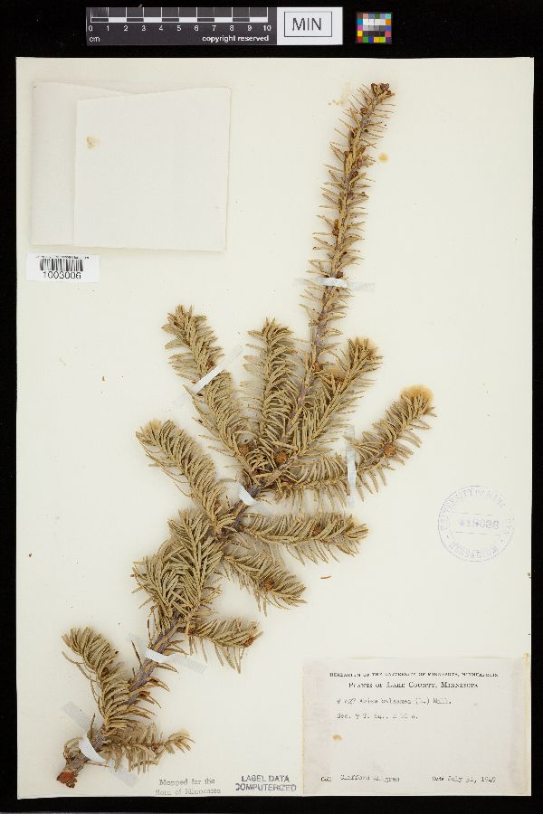 Abies balsamea image