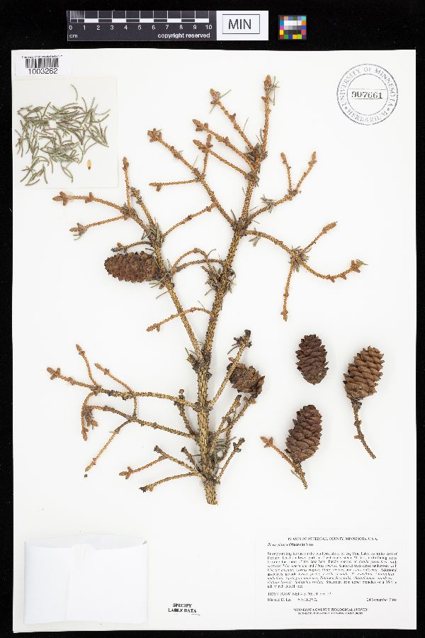 Picea glauca image