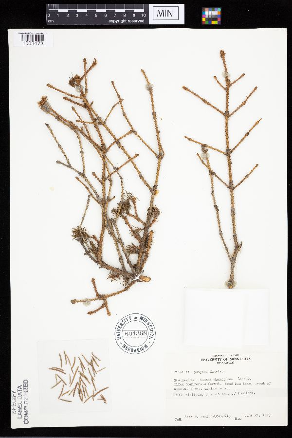 Picea pungens image