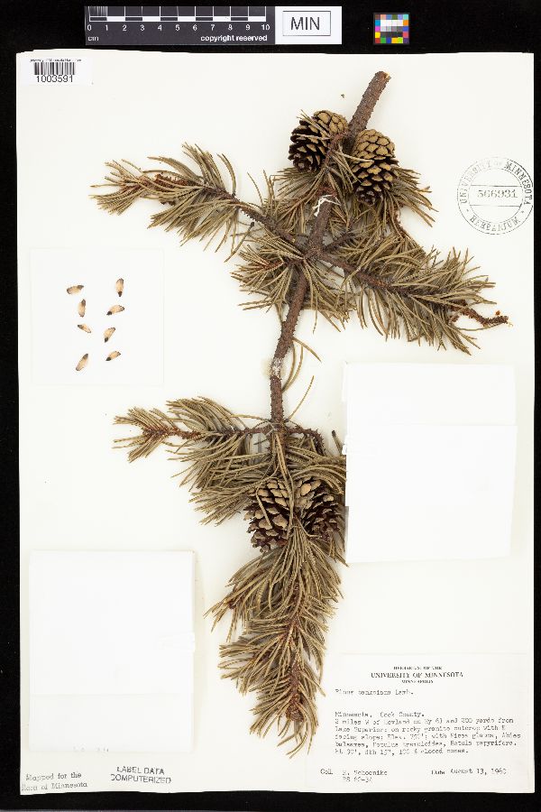 Pinus banksiana image