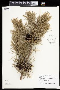 Pinus banksiana image