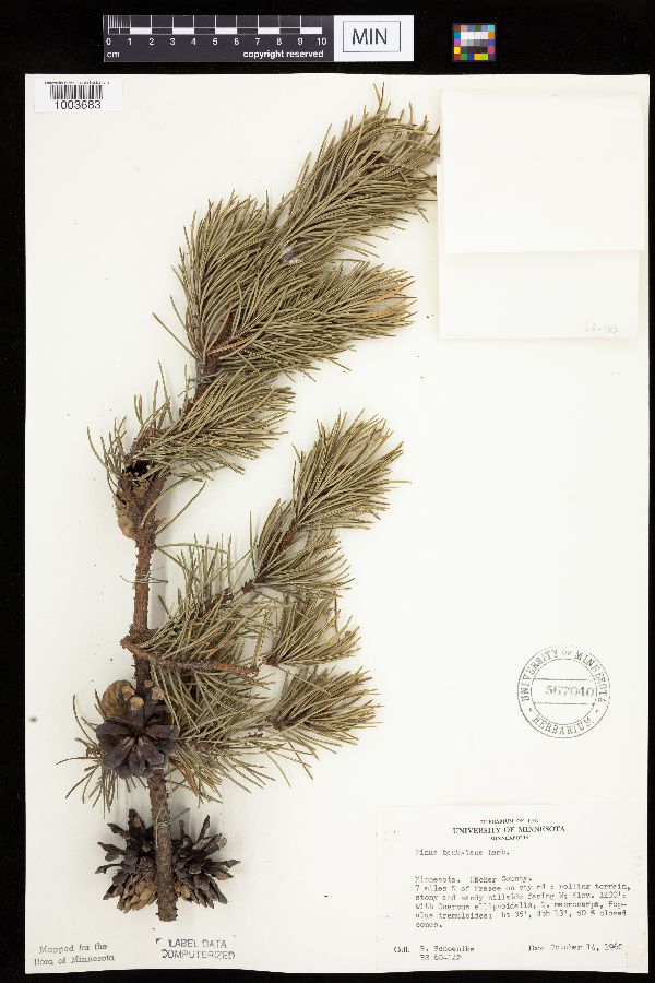 Pinus image