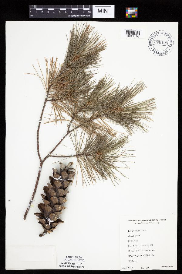 Pinus strobus image