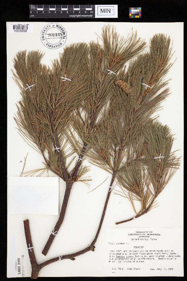 Pinus strobus image