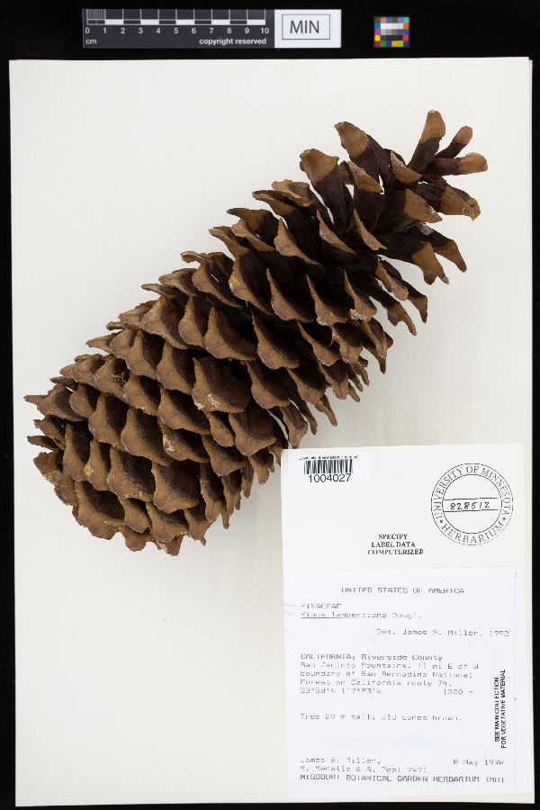 Pinus lambertiana image