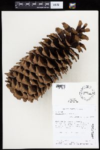 Image of Pinus lambertiana