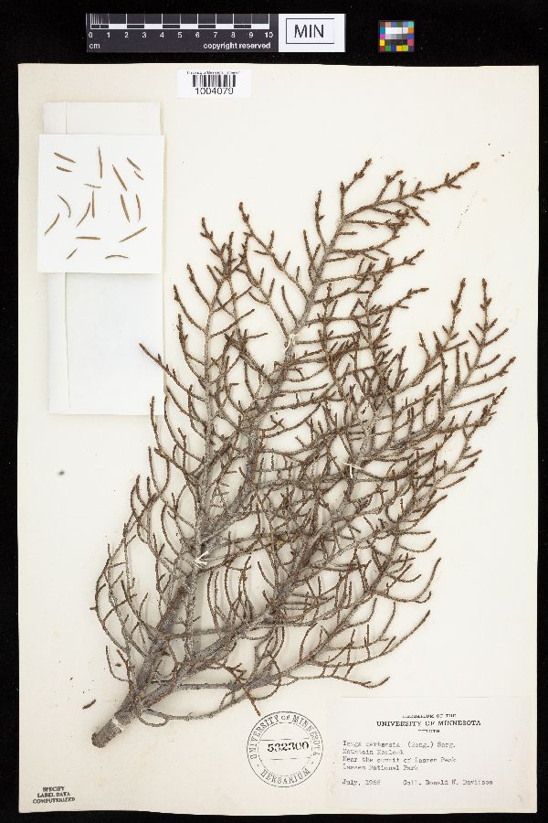 Tsuga mertensiana image