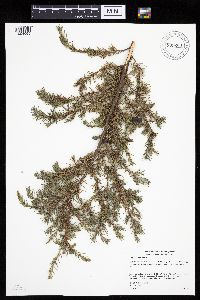 Image of Juniperus communis