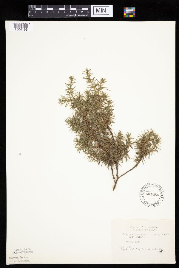 Juniperus communis image