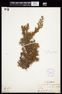 Juniperus communis image