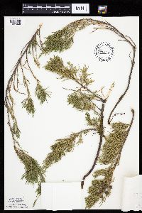 Image of Juniperus horizontalis