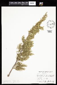 Image of Juniperus virginiana