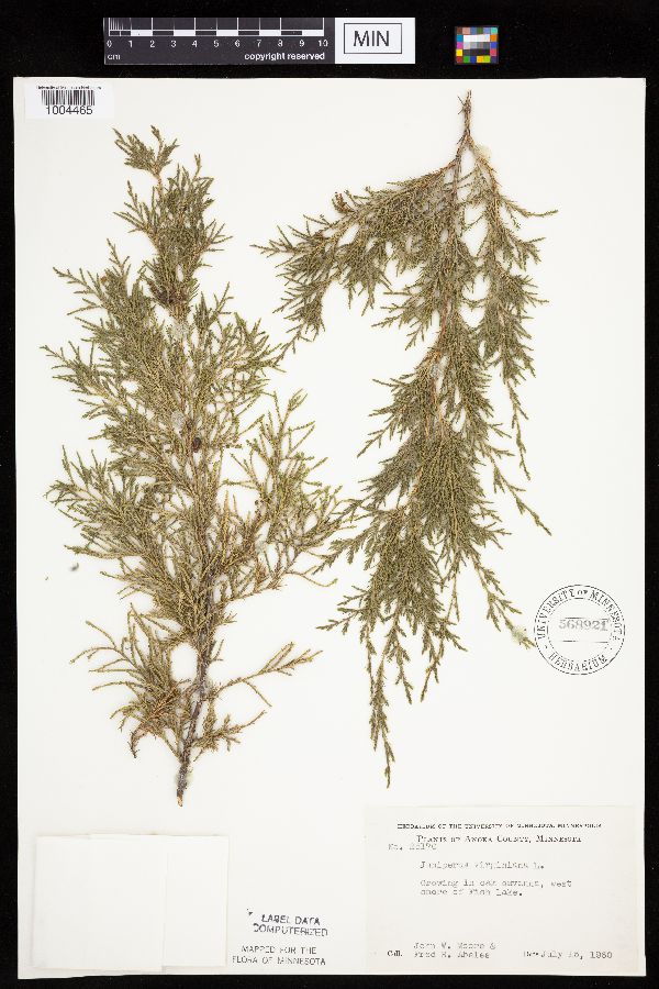 Juniperus image