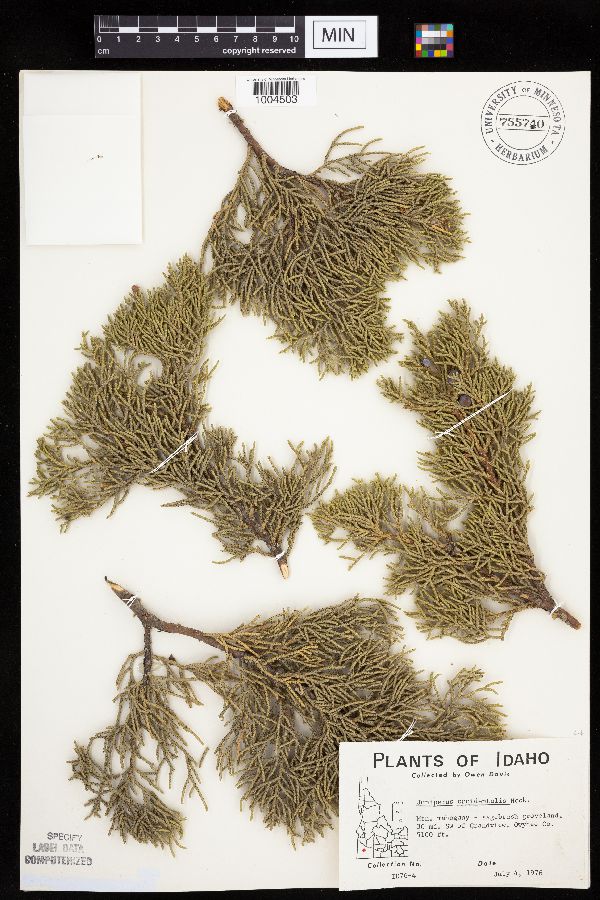 Juniperus occidentalis image