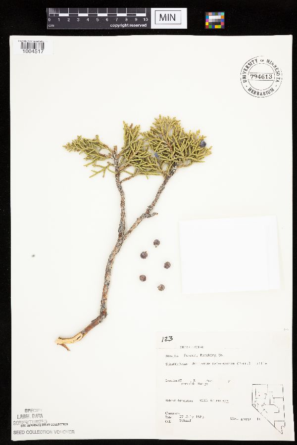 Juniperus osteosperma image