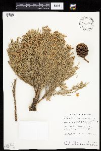 Sequoiadendron giganteum image