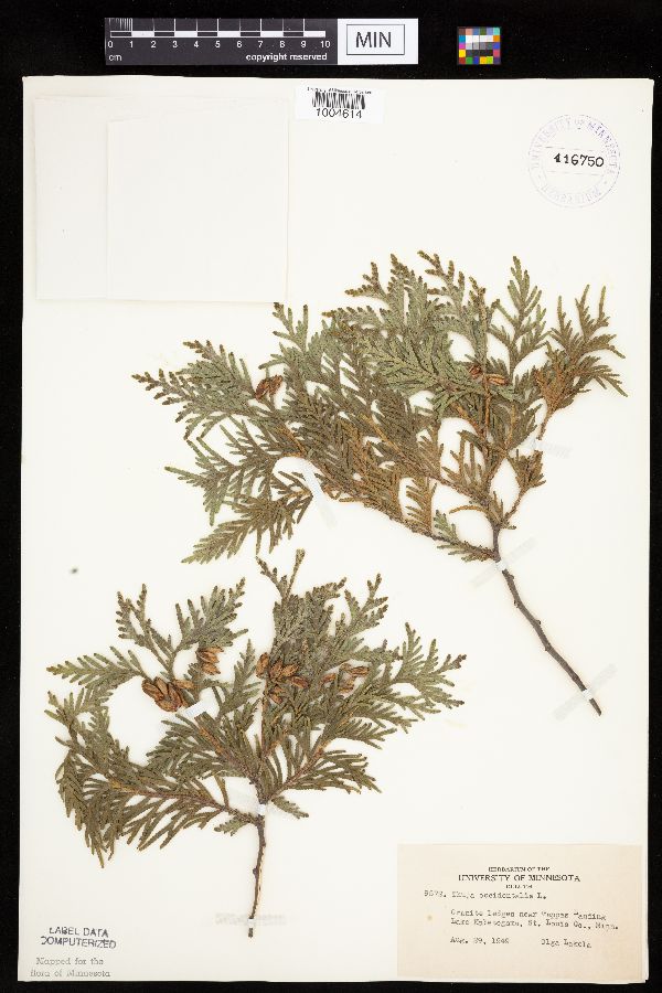 Thuja occidentalis image