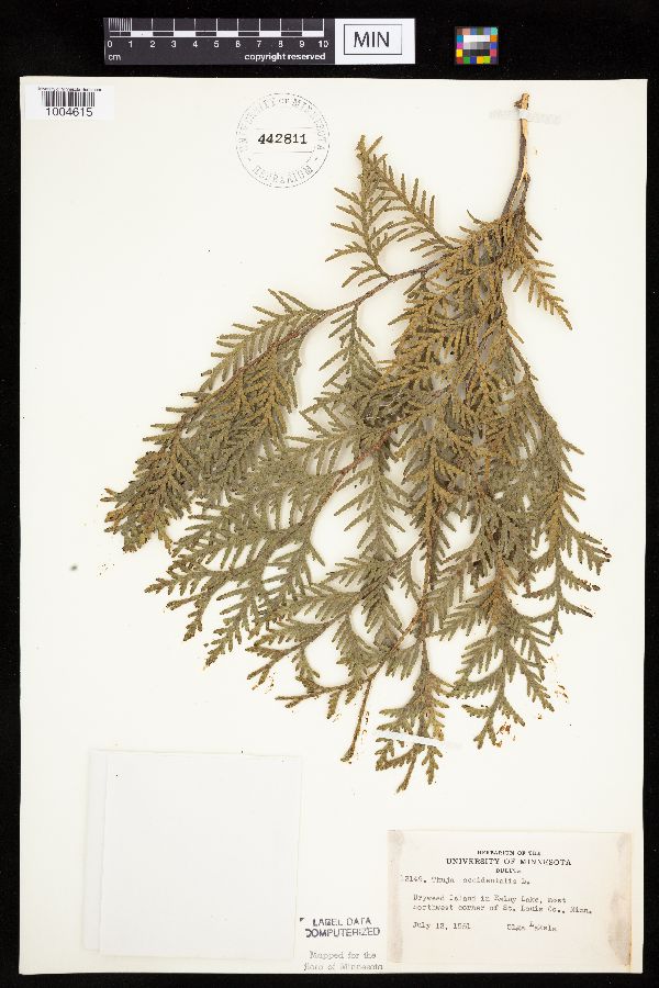 Thuja occidentalis image