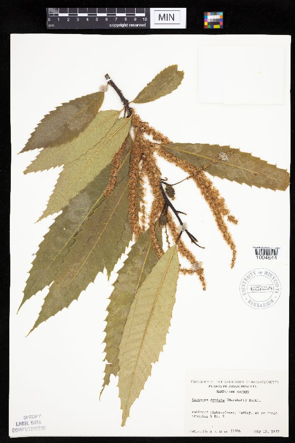 Castanea dentata image