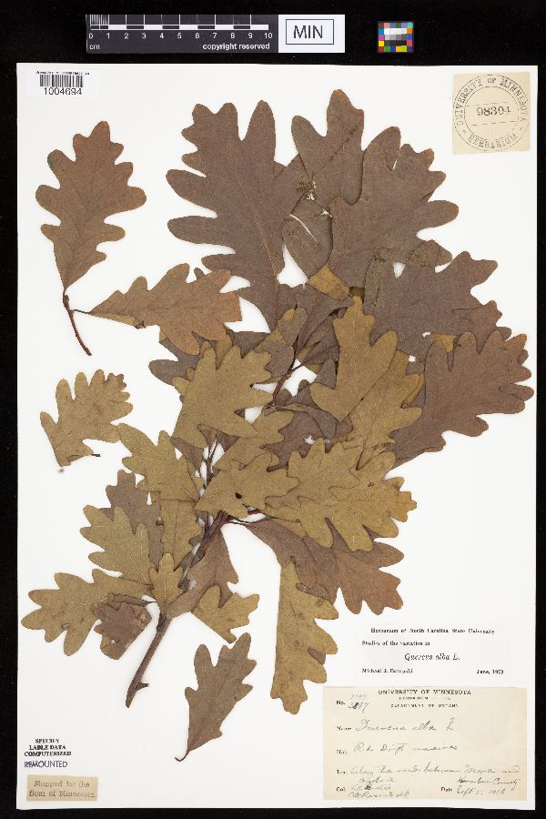 Quercus alba image