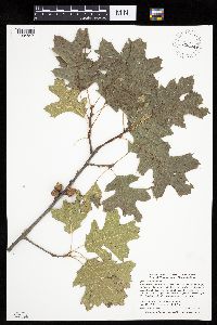 Quercus velutina image