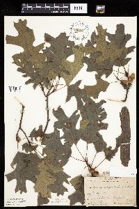 Image of Quercus ellipsoidalis