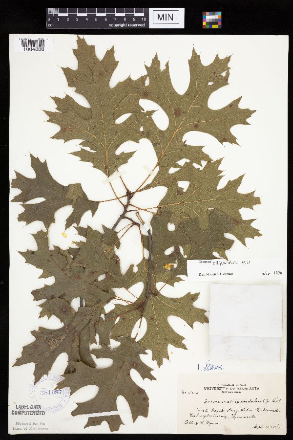 Quercus ellipsoidalis image