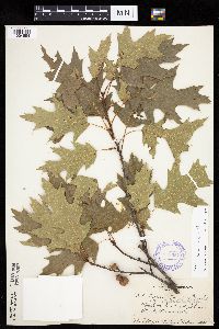 Image of Quercus ellipsoidalis x rubra