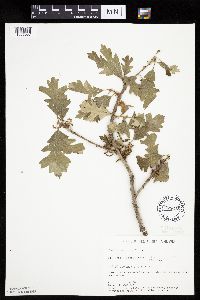 Quercus macrocarpa image