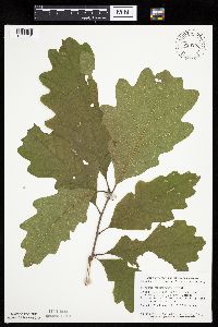 Quercus macrocarpa image