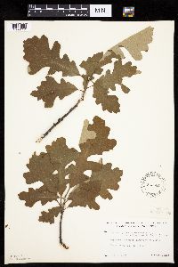 Quercus macrocarpa image