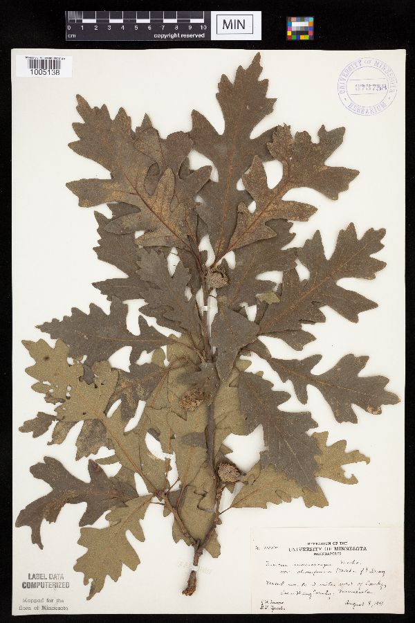 Quercus macrocarpa image