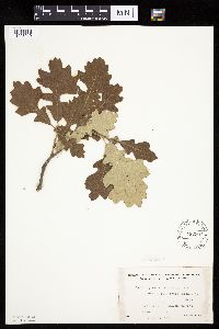 Quercus macrocarpa image