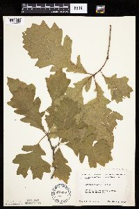 Quercus macrocarpa image