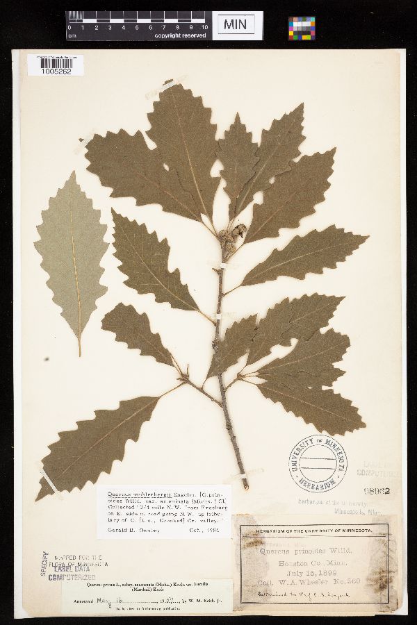 Quercus muehlenbergii image