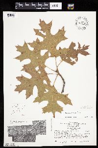 Quercus velutina image